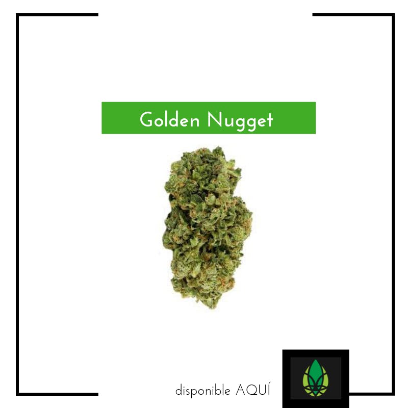 Golden Nugget (flor) PRICH