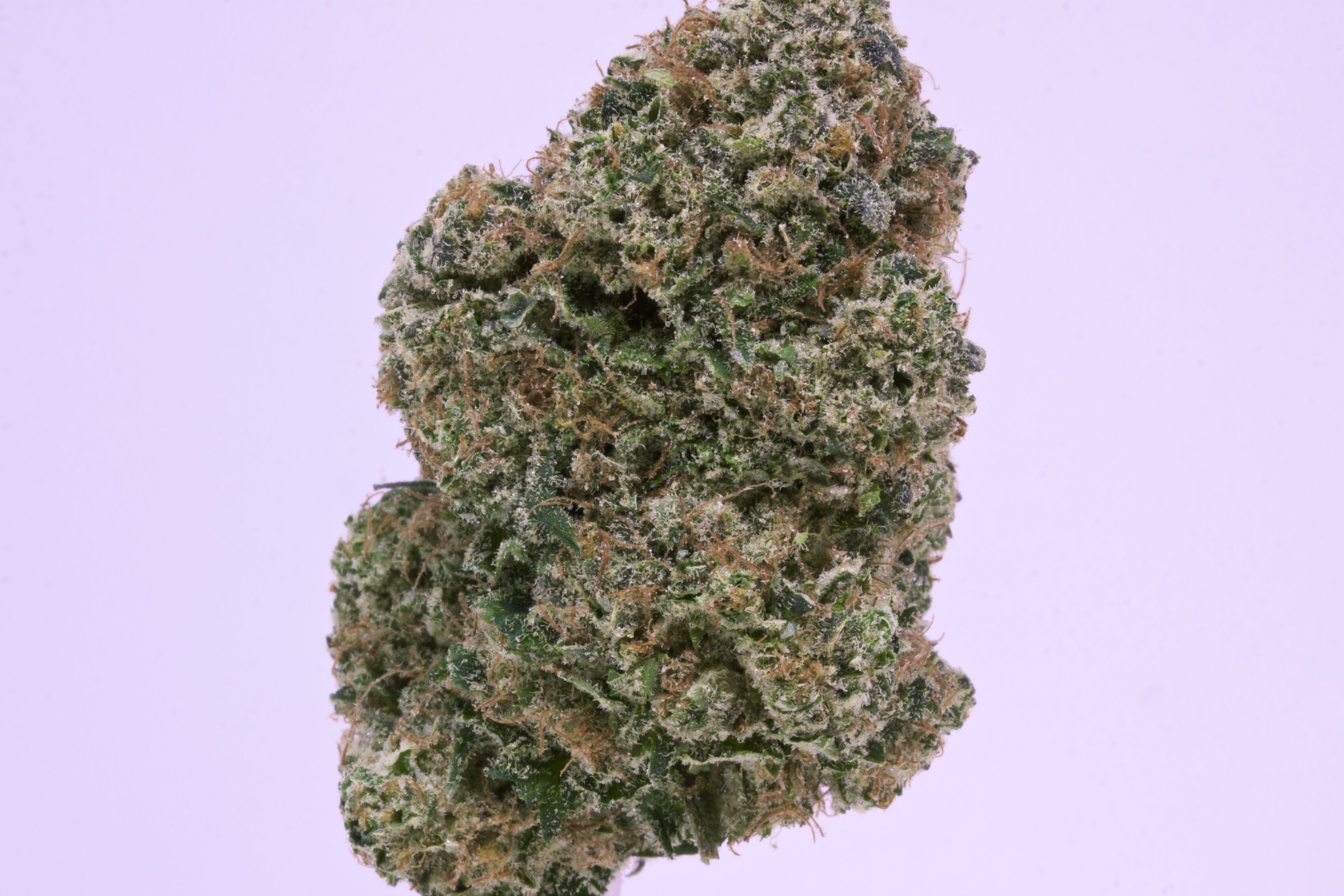 marijuana-dispensaries-2600-spenard-rd-anchorage-gorilla-dawg-1g-pre-roll-by-tanana-herb-co