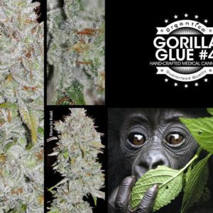 Gorilla Glue #4 - 22.7% THC