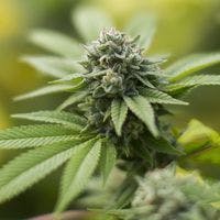 marijuana-dispensaries-mr-niceguy-state-st-in-salem-gorilla-glue-234-gg4