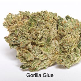 Gorilla Glue (GG)