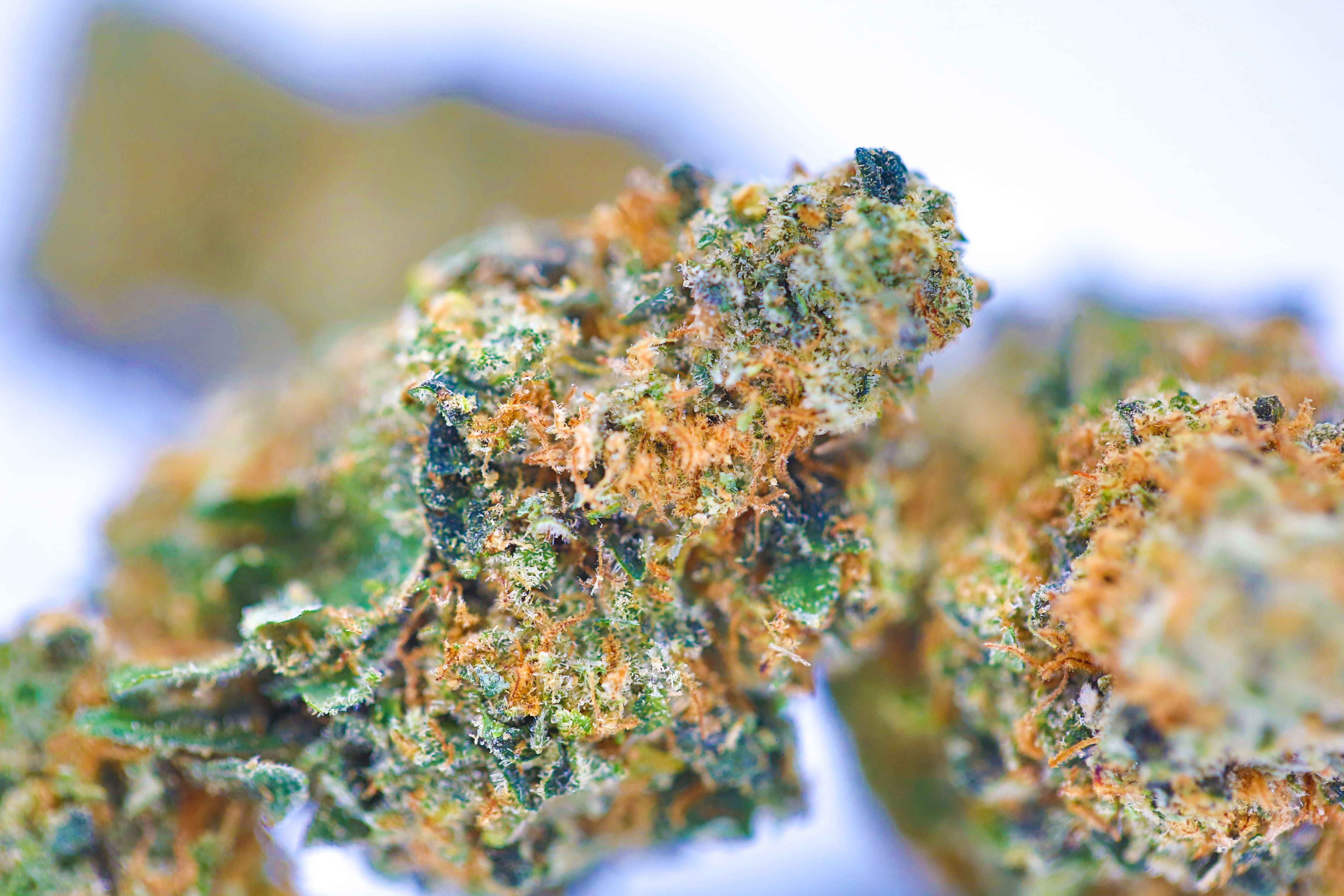 marijuana-dispensaries-green-genie-in-detroit-graces-cookies