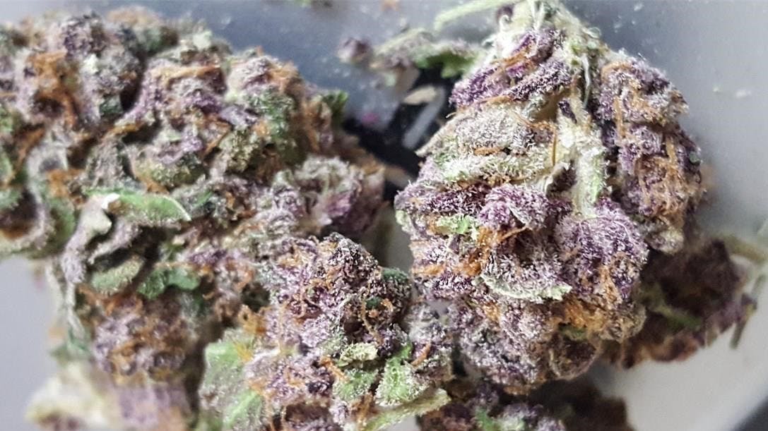 indica-granddaddy-purple-by-green-haven