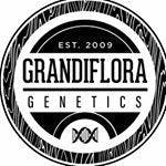 Grandiflora Genetics - Cookie Stomper
