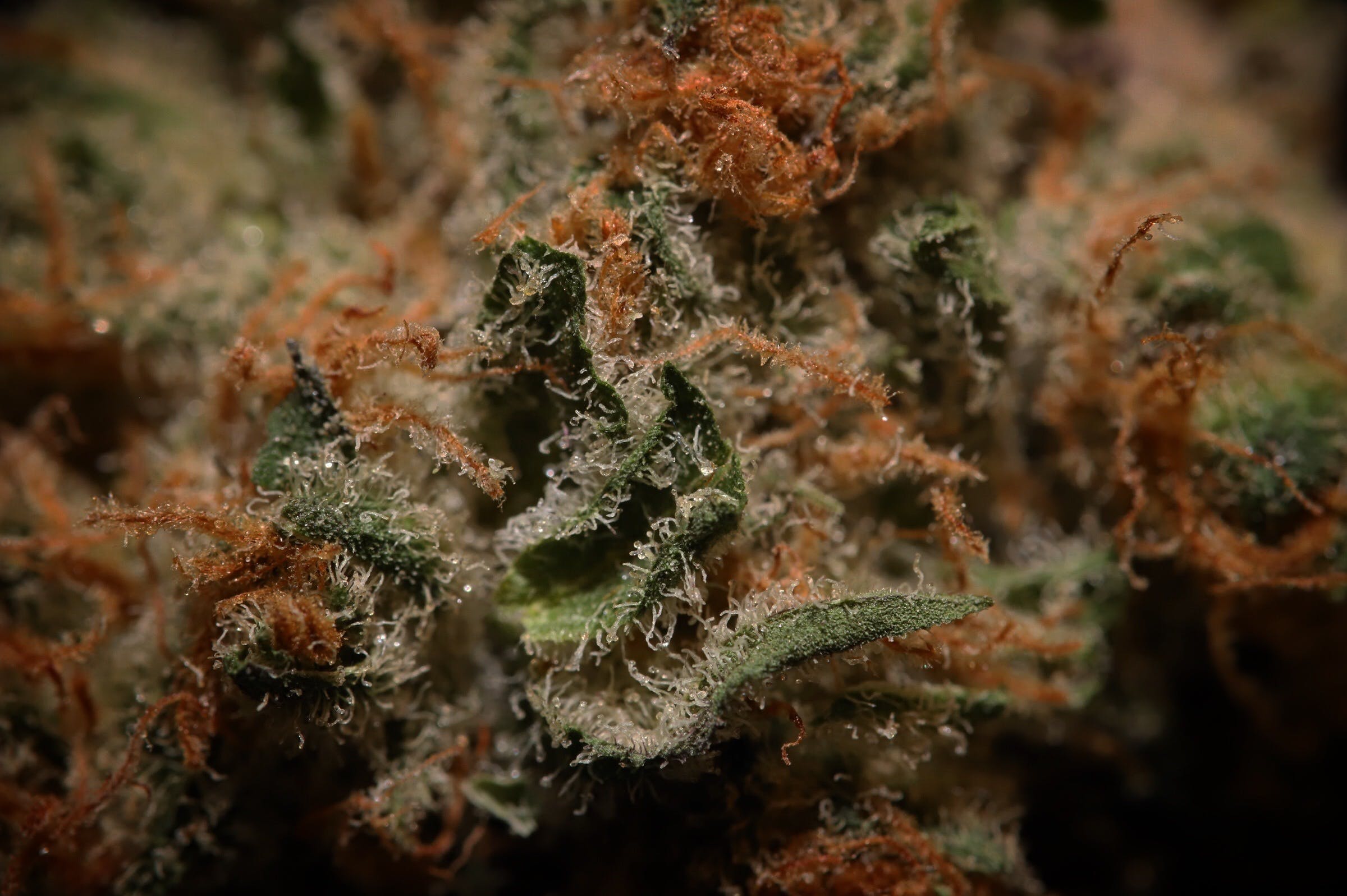 marijuana-dispensaries-the-frost-farms-in-anchorage-grapefruit-juice