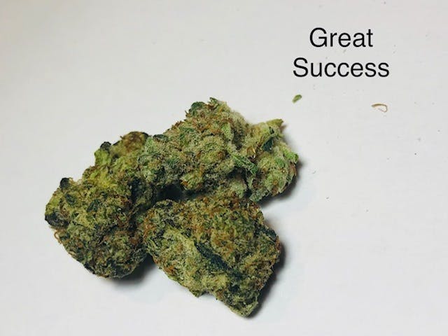 marijuana-dispensaries-the-green-source-lll-in-colorado-springs-great-success