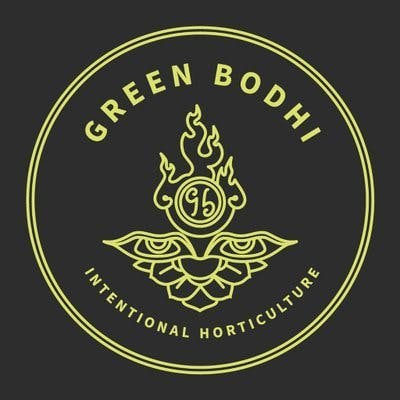 Green Bodhi- Seeds 5 Pack (Medical)