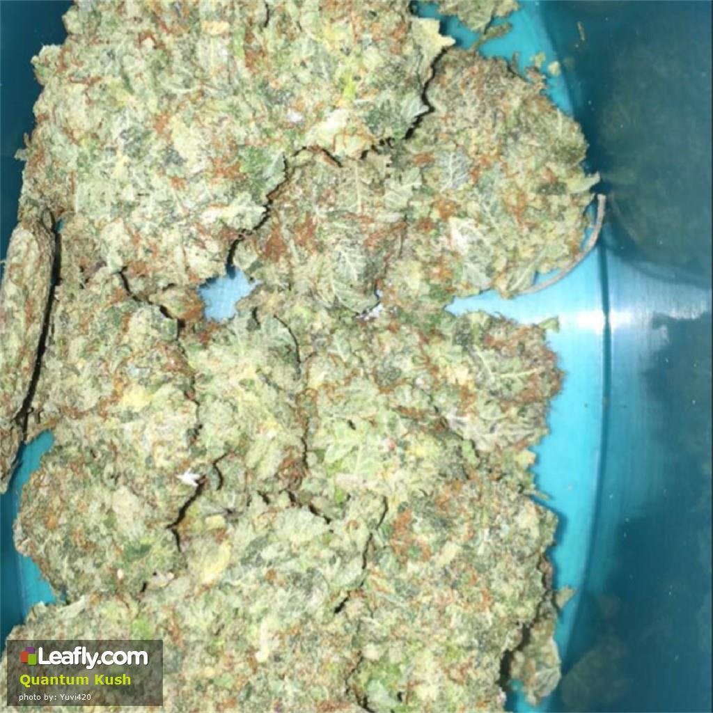 marijuana-dispensaries-330-east-pulaski-highway-suite-b-elkton-grow-west-quantum-kush