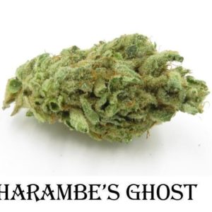 Harambe's Ghost