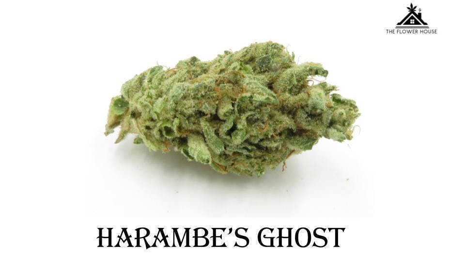 marijuana-dispensaries-1526-s-santa-fe-unit-b-vista-harambes-ghost