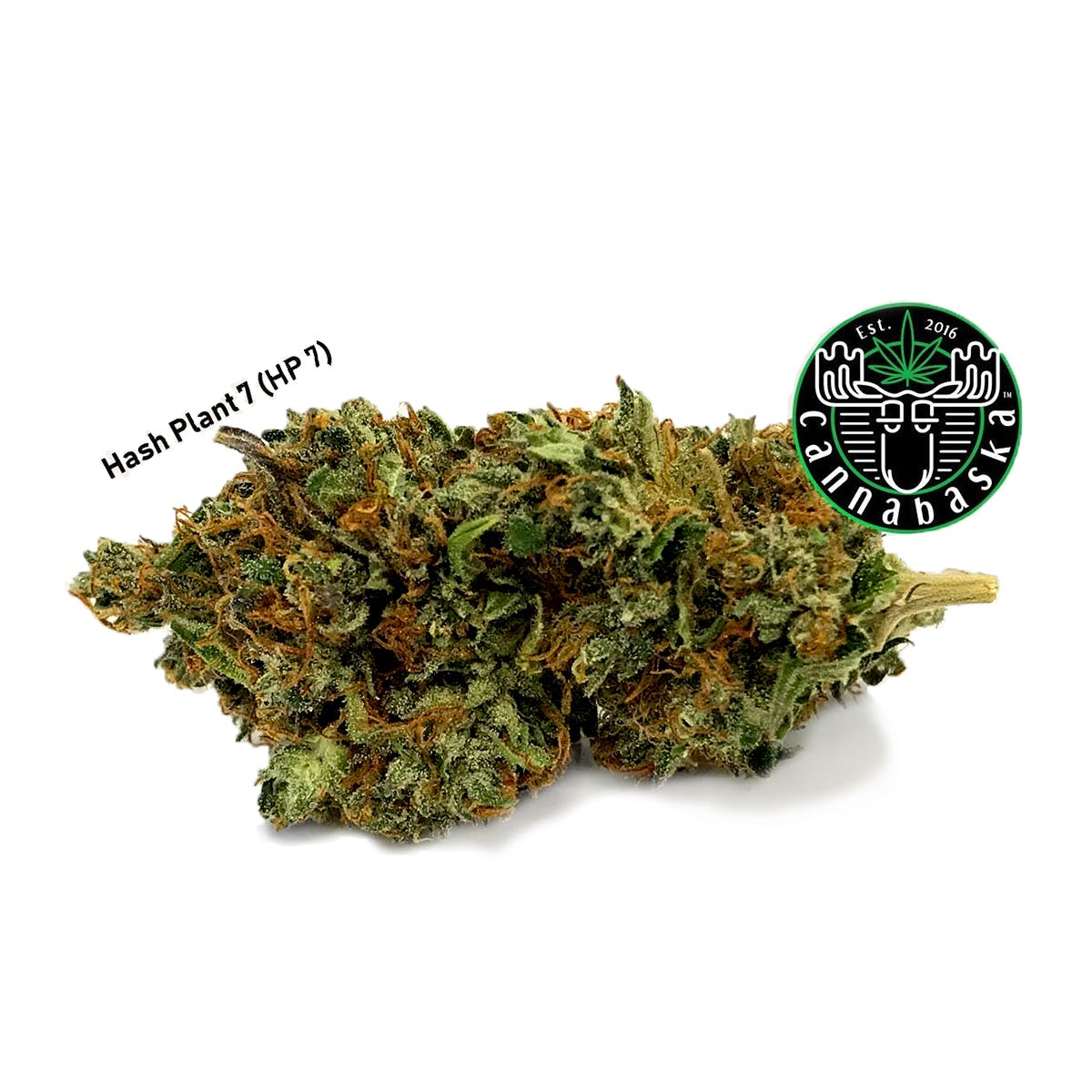 marijuana-dispensaries-521-west-tudor-rd-anchorage-hash-plant-7