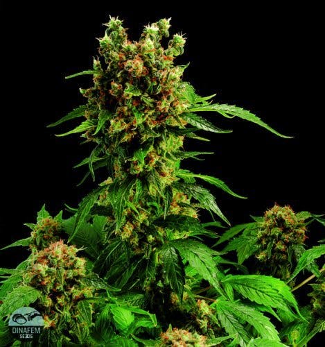 marijuana-dispensaries-bwell-healing-center-in-guaynabo-hash-plant