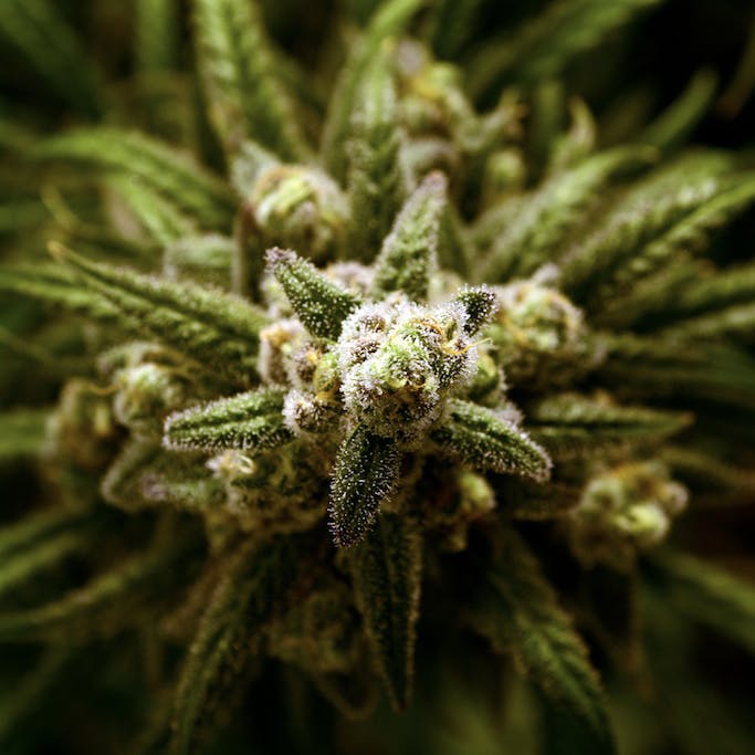 marijuana-dispensaries-kind-pain-management-medical-only-in-lakewood-hashplant