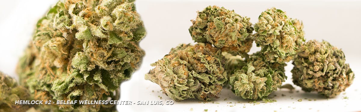 marijuana-dispensaries-beleaf-wellness-center-in-san-luis-hemlock