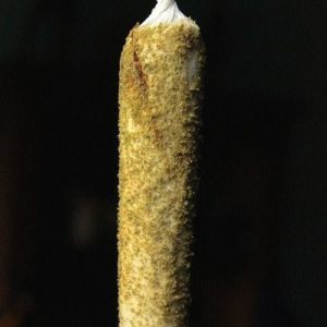 HOUSE WAX CONES COVERED WITH KEIF