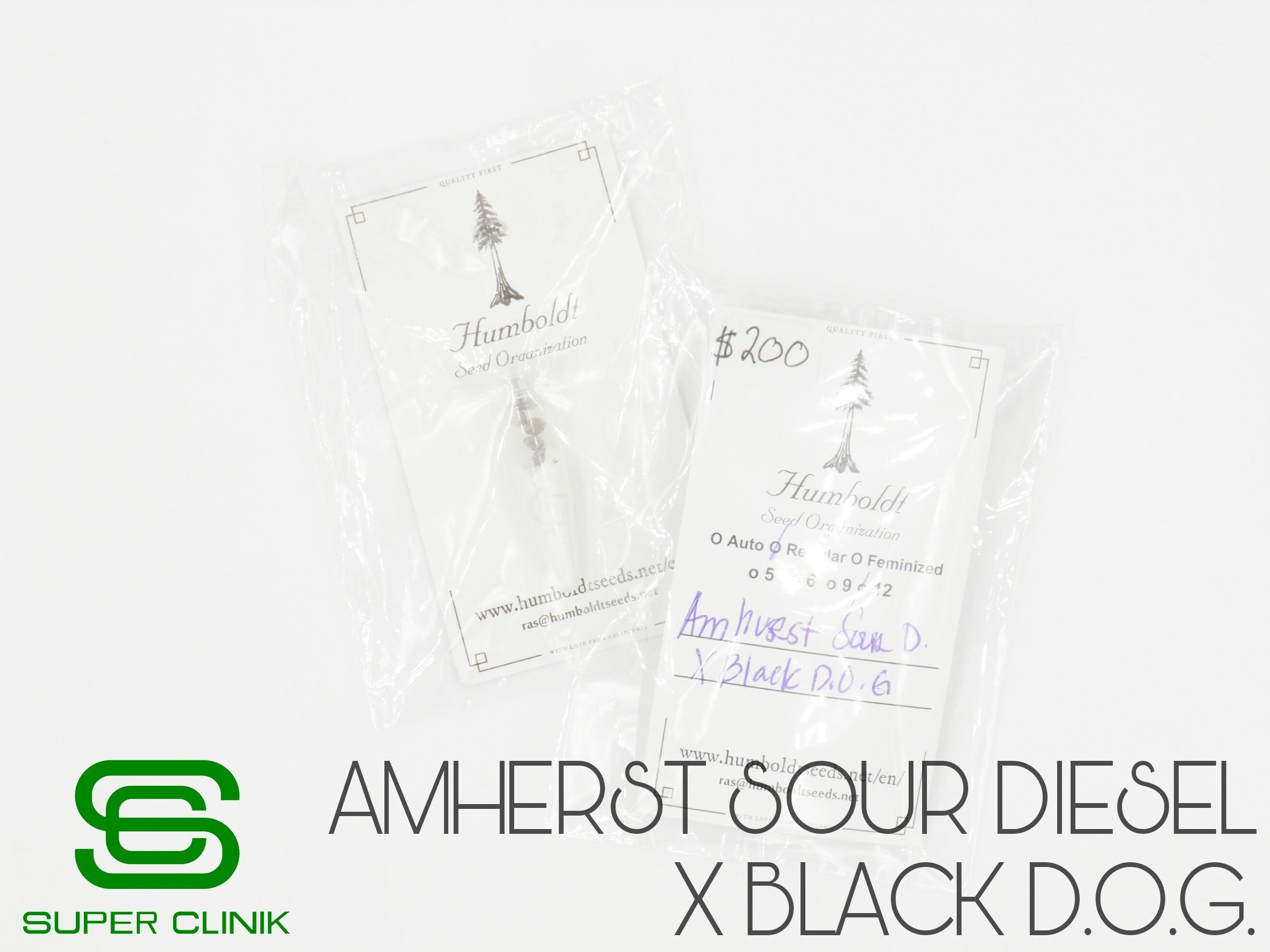 seed-hso-amherst-sour-d-x-black-d-o-g-r