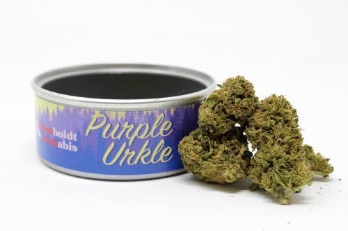 Humboldt Cannabis Purple Urkle