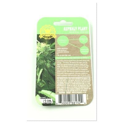 Humboldt Seed Co. - Asphalt Plant Sees (10 Pack Fem.)