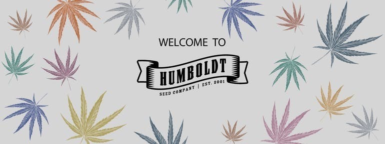 seed-humboldt-seed-co-dream-queen-20-seeds