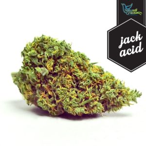 Jack Acid