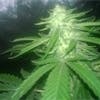 marijuana-dispensaries-greenleaf-compassion-center-new-jersey-in-montclair-jack-frost