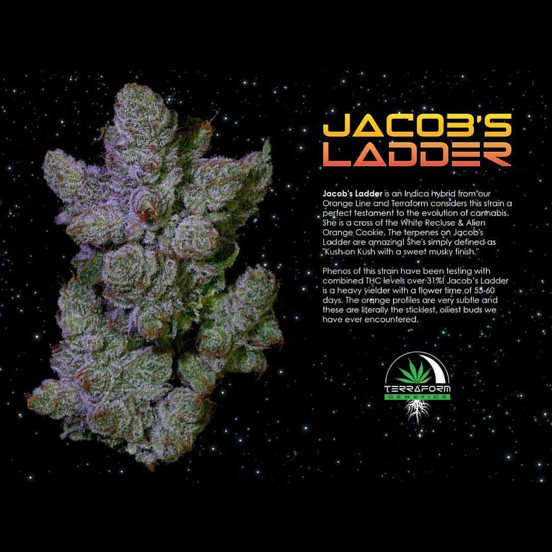 Jacobs Ladder (I/S) 20.45%THC (TERRAFORM GENETICS)