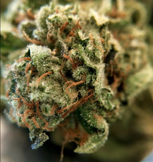marijuana-dispensaries-the-health-clinic-thc-in-barceloneta-jesus-bud