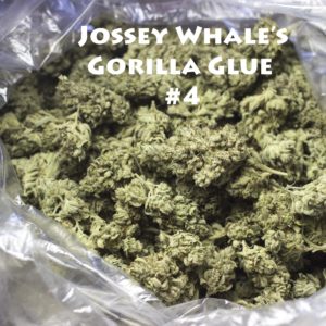 Jossey Whale's GG