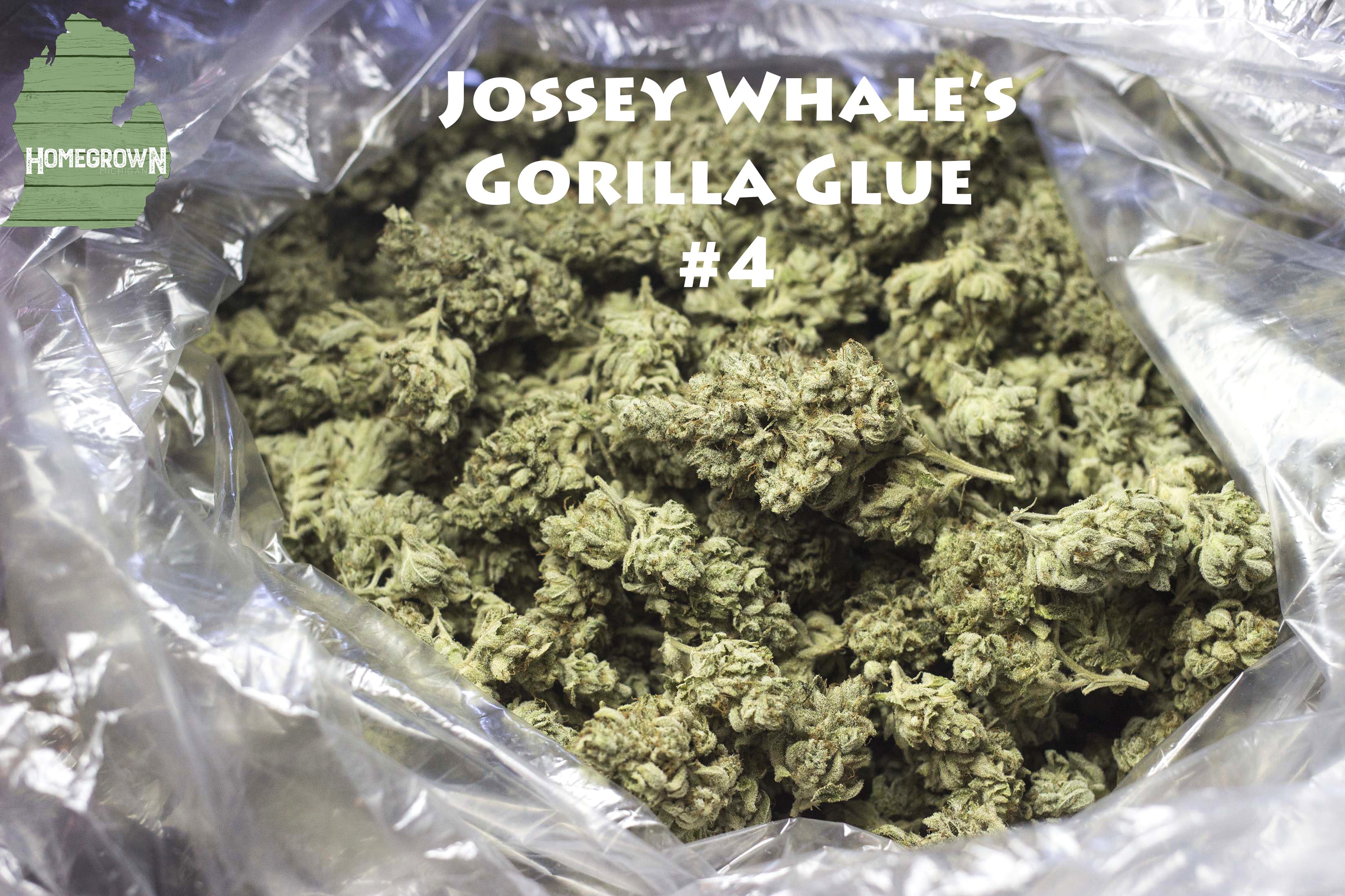 indica-jossey-whales-gg