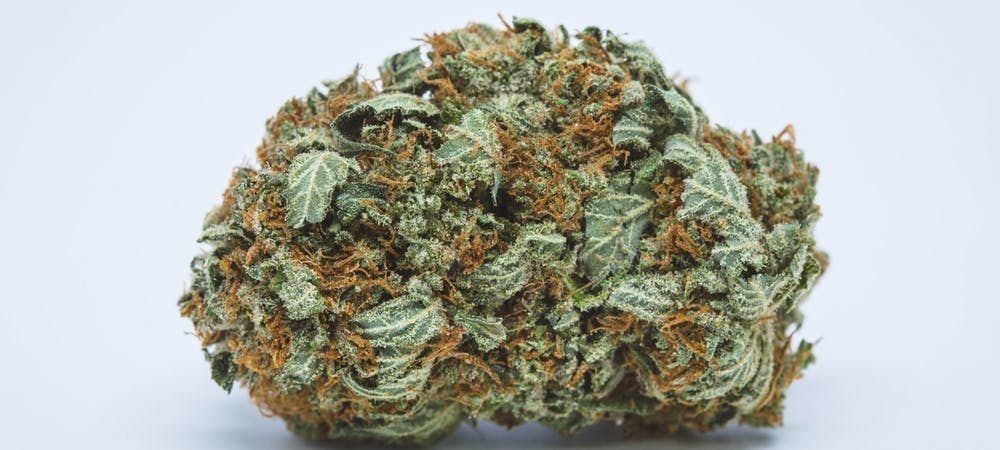 indica-jungle-cake-5g-for-2445