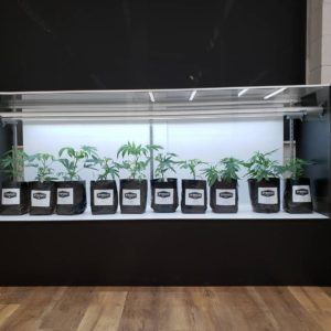 Juvenile Clones (All taxes included)