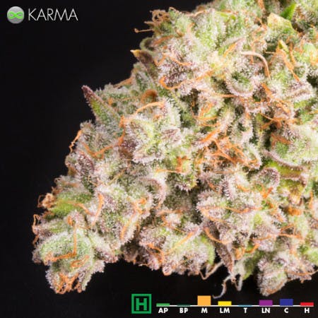 marijuana-dispensaries-900-north-college-ave-fort-collins-karma
