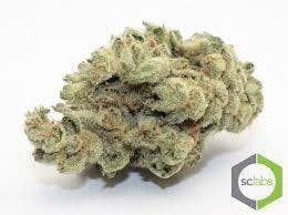 KING LOUIS XII OG **EXCLUSIVE**