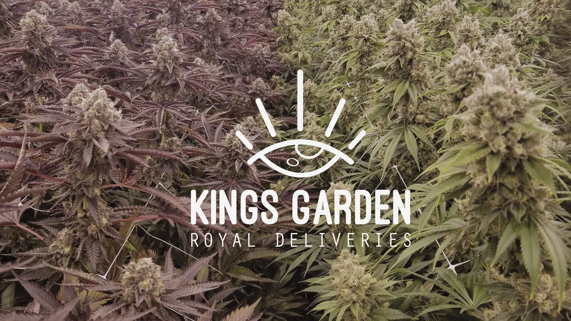 marijuana-dispensaries-royal-greens-in-los-angeles-kings-garden-gelato-2333