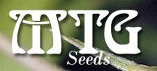 Kingston Confidential (10pk) by MTG Seeds