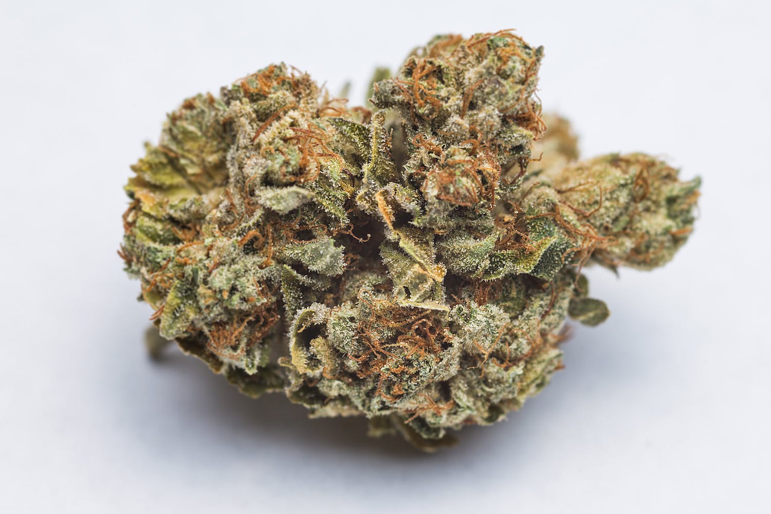 marijuana-dispensaries-1301-marion-st-denver-larry-og-select