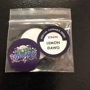 Lemon Dawg/pack of 10 seeds