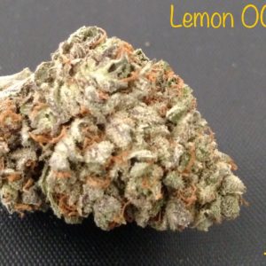 Lemon OG Haze (Garden)