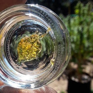 concentrate-liquid-trees-hash-co