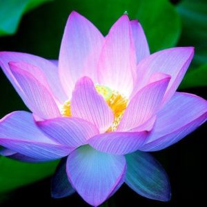Lotus Flower CO2 CBD Oil