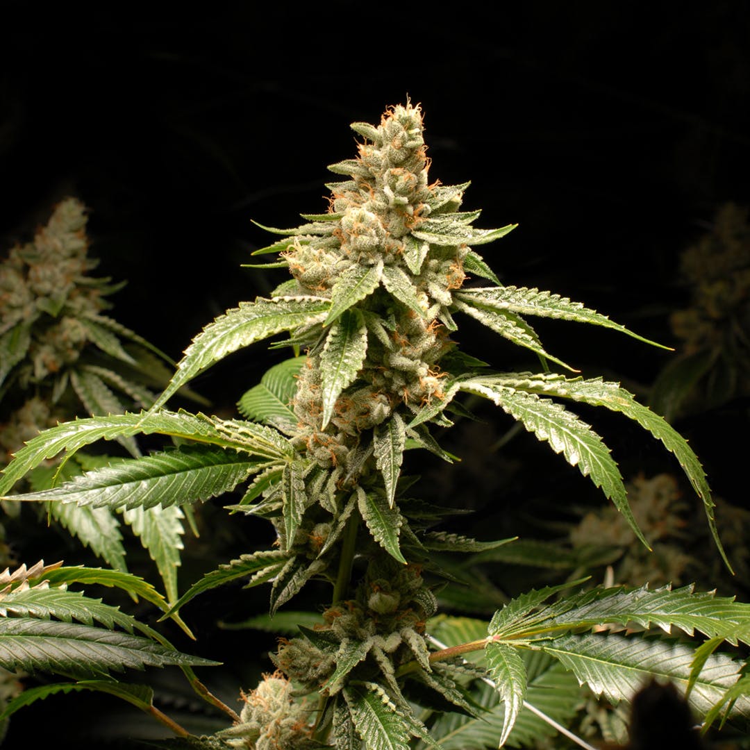 marijuana-dispensaries-root-mmc-in-boulder-louie-xiii-og