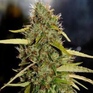 marijuana-dispensaries-3213-central-ave-ne-albuquerque-love-lace