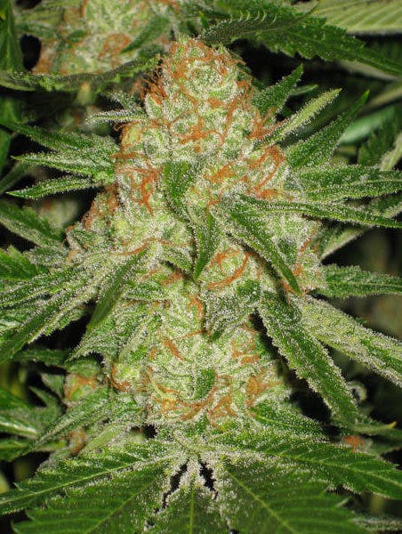 marijuana-dispensaries-options-medical-center-wheat-ridge-in-wheat-ridge-lucky-charms