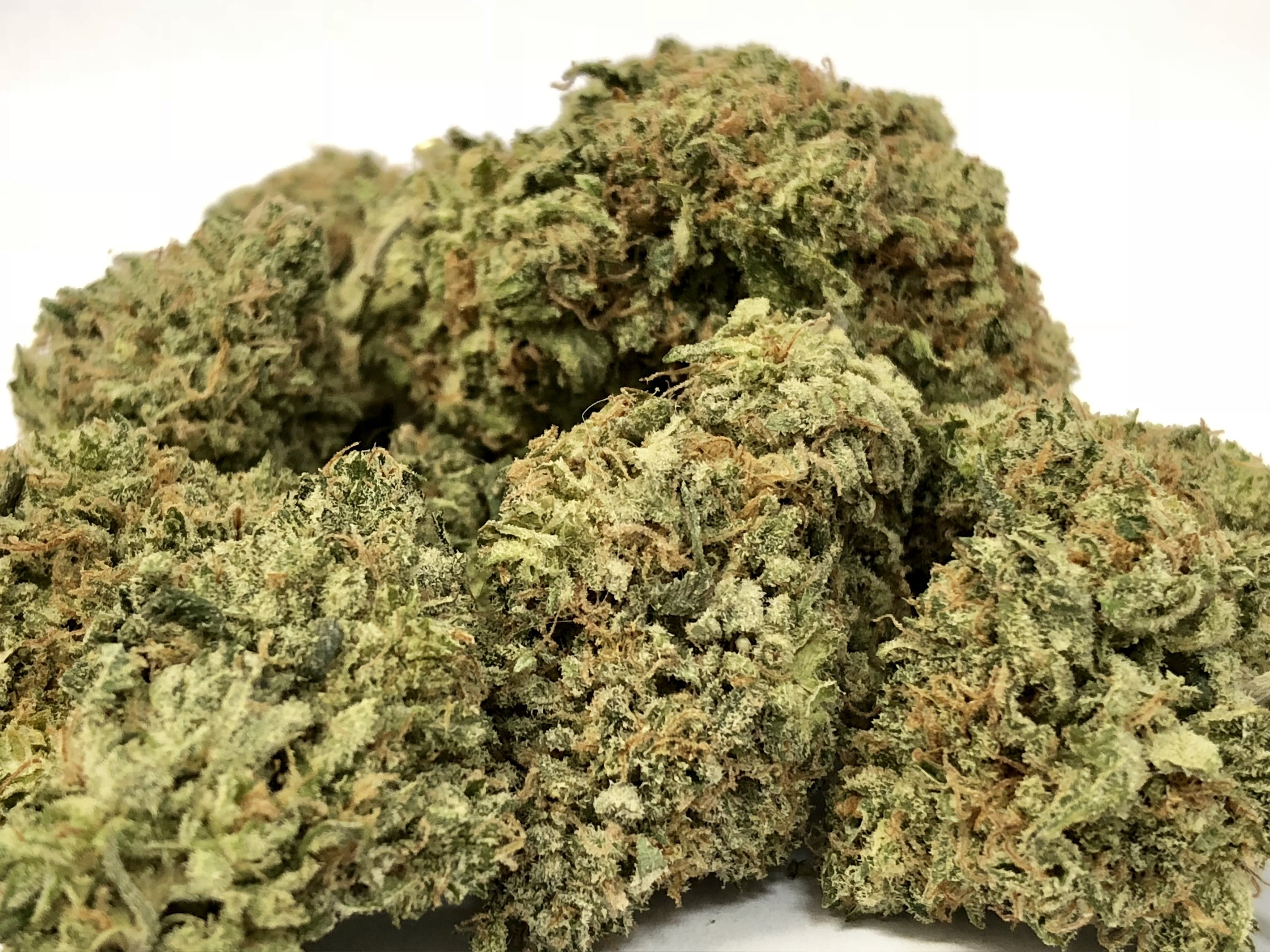 marijuana-dispensaries-2754-e-walnut-st-pasadena-mango-haze-10g-for-2465