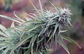 marijuana-dispensaries-green-cross-dispensary-in-brownsville-maui-wowie