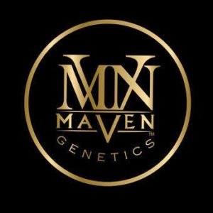 Maven Genetics - Forbidden Fruit