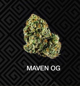 Maven OG (I/S) 21.46%THC (MAVEN GENETICS)