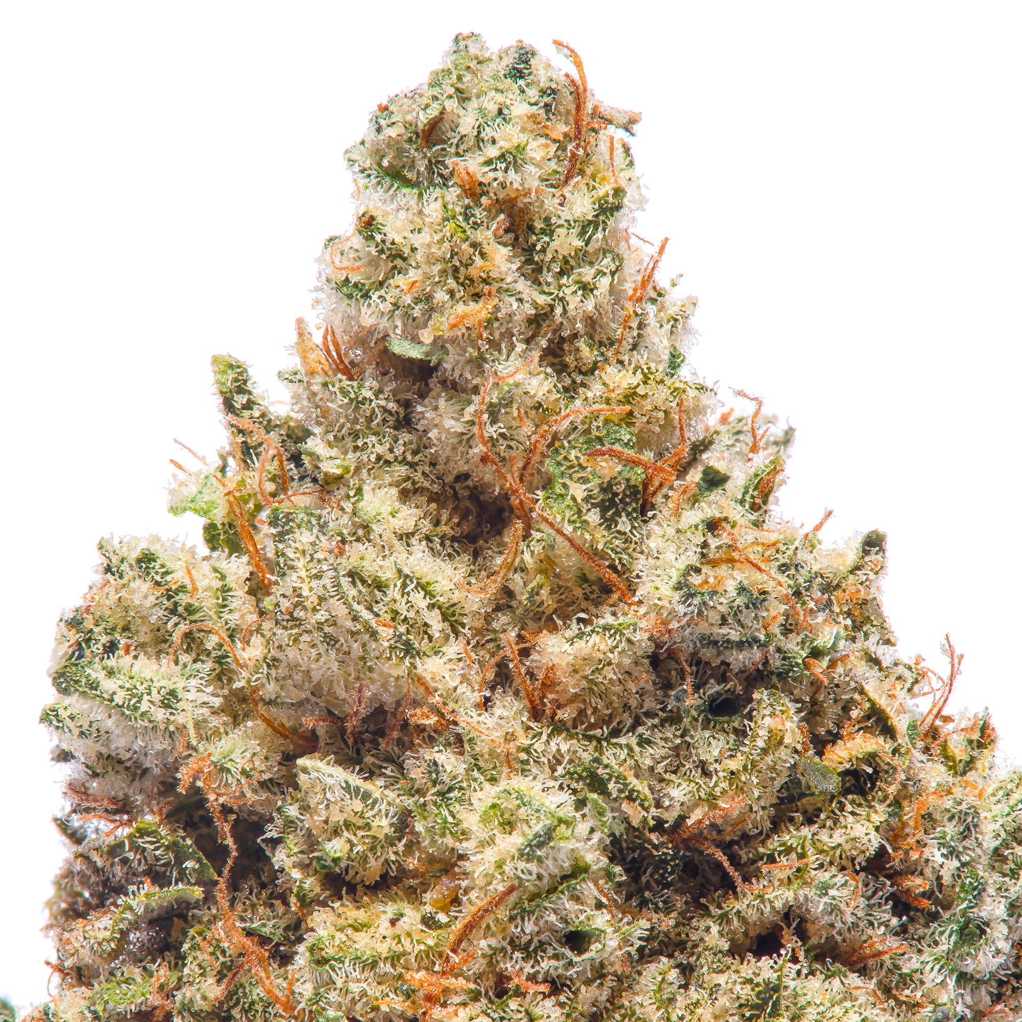 marijuana-dispensaries-2590-telegraph-ave-berkeley-medicalonline21-2b-amplified-cannabis-super-gelato