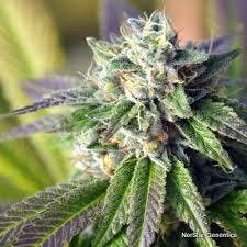 marijuana-dispensaries-treehouse-dispensary-in-tulsa-midnight