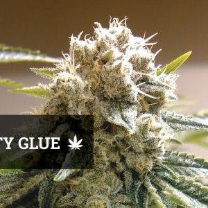 Mighty Glue (I)